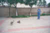 LoriWithDogs.jpg (33095 bytes)