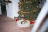 AndreInNewXmasBed.jpg (36218 bytes)