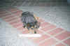 Aussie1-Dog4.jpg (38211 bytes)