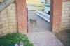 AussieBigger.jpg (29272 bytes)