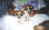 Pups66-1.jpg (35475 bytes)